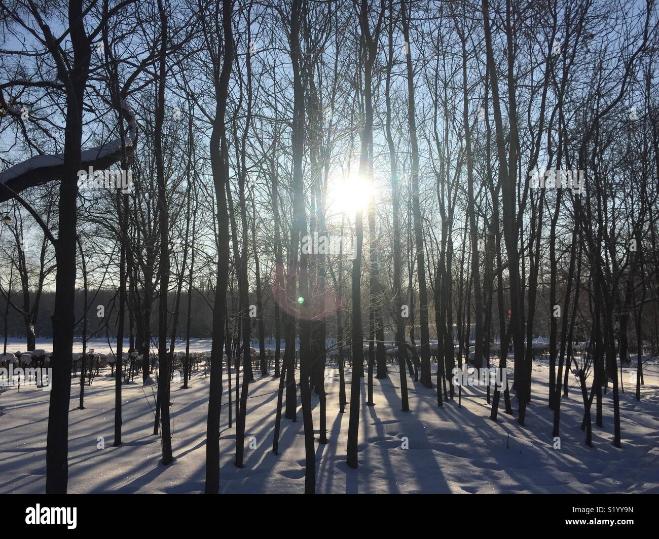 La lumière du soleil à travers les arbres dans le parc de la ville. Froide journée d'hiver. Banque D'Images