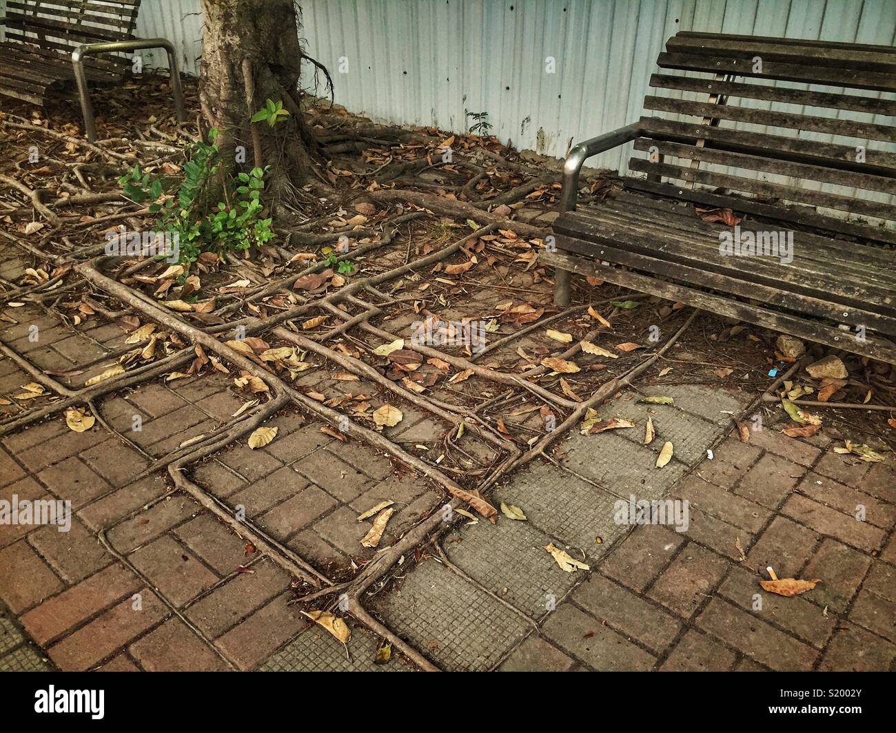 Les racines d'un arbre de banian chinois (Ficus microcarpa) suivre la grille des pavés sur le trottoir d'une rue à Tin Shui Wai, nouveaux territoires, Hong Kong Banque D'Images