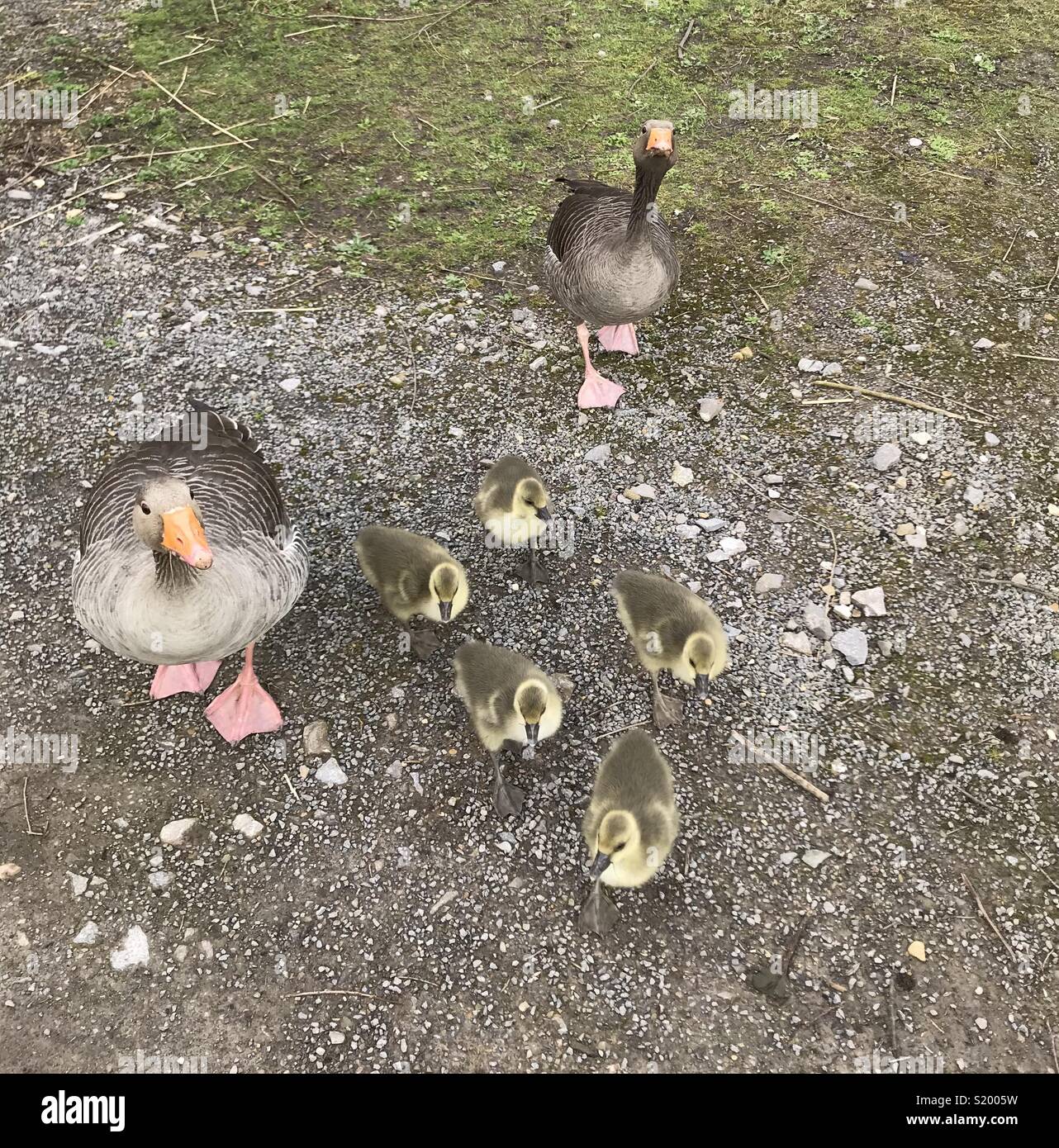 Oie cendrée famille avec cinq jeunes le 3 avril. Banque D'Images