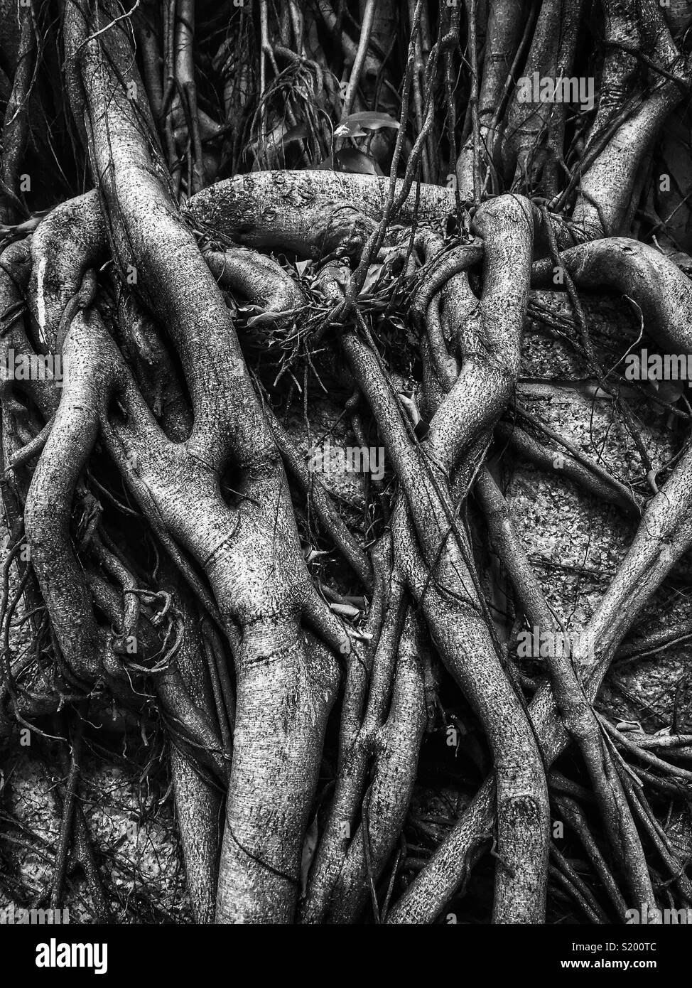 Détail d'un arbre banyan chinois "mur" (Ficus microcarpa), autorisés à se développer sur un mur de soutènement en pierre de sorte que ses racines ont un effet stabilisateur, en Sai Ying Pun, Hong Kong Island Banque D'Images