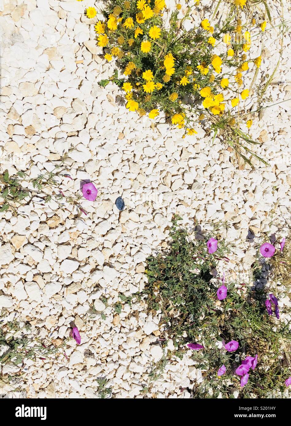 Fleurs jaunes et des fleurs roses sur le gravier blanc - Image de stock capturée avec un smartphone