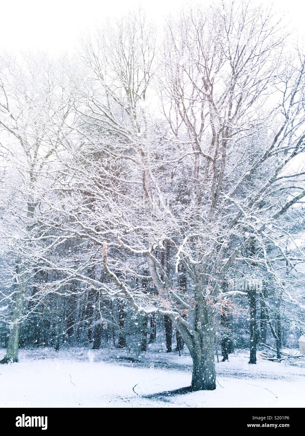 Hiver neige scène d'arbres du bois dur recouvert de neige fraîchement tombée, Nouvelle-Angleterre, États-Unis - Image de stock capturée avec un smartphone