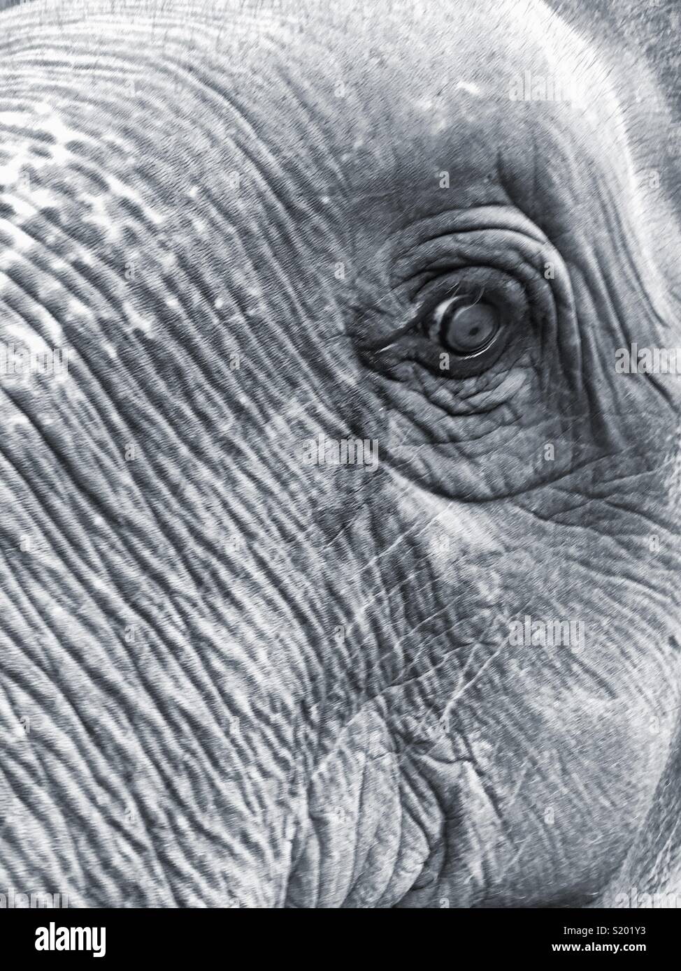 Fermer les yeux et le visage de l'éléphant Banque D'Images
