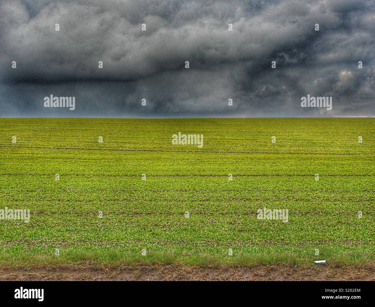 Champ avec l'herbe fraîche en colère contre un nouveau, sombre, ciel menaçant, Yorkshire, England, UK - Image de stock capturée avec un smartphone