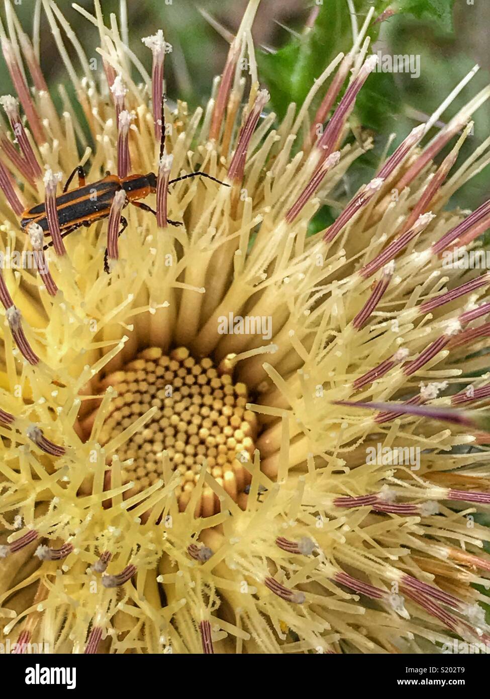 Un soldat beetle (chat) leatherwing sur butiner une fleur jaune chardon-marie (Silybum marianum) Banque D'Images