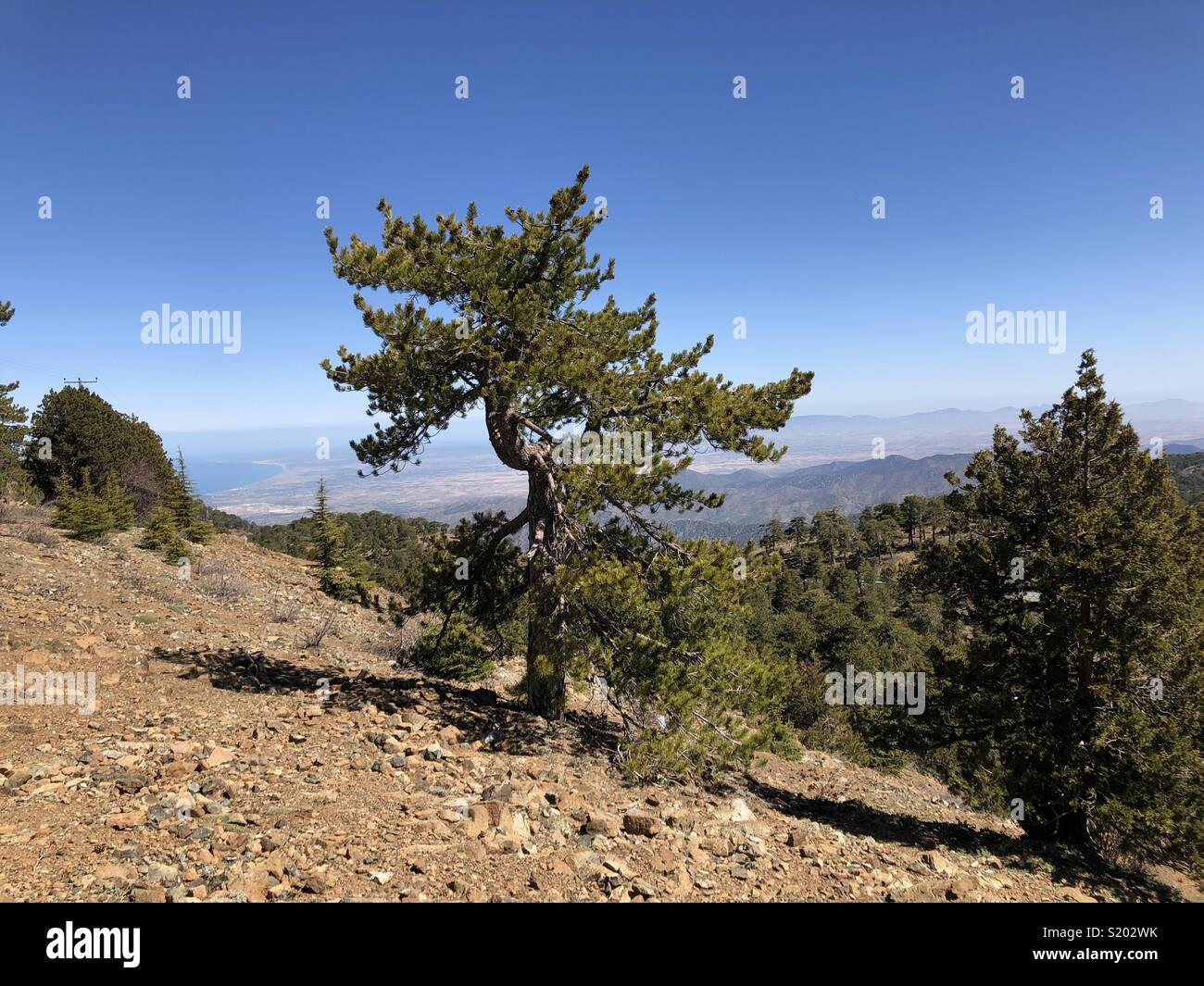 Arbre de pin sur le dessus du Mont Olympe sur Chypre avec une vision à long terme Banque D'Images