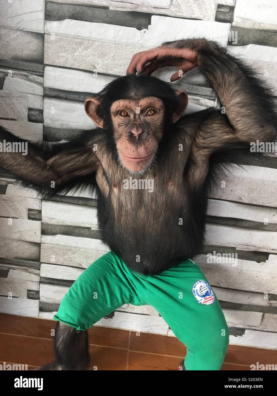 Le chimpanzé, RAK Zoo, l'UAE. Banque D'Images