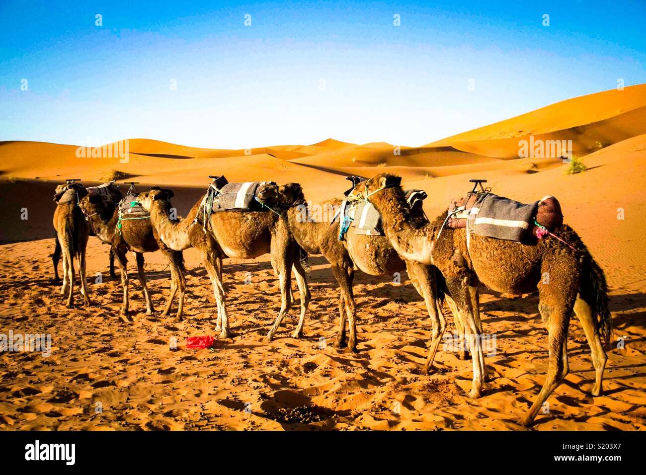 Des chameaux dans le désert du Sahara, Maroc - Image de stock capturée avec un smartphone