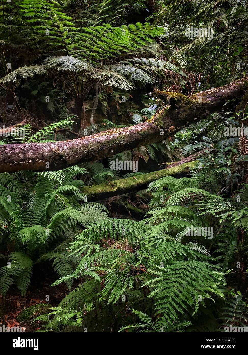 Les fougères arborescentes (Cyathea australis), Grand Canyon, suivi de Blackheath, Parc National de Blue Mountains, NSW, Australie - Image de stock capturée avec un smartphone