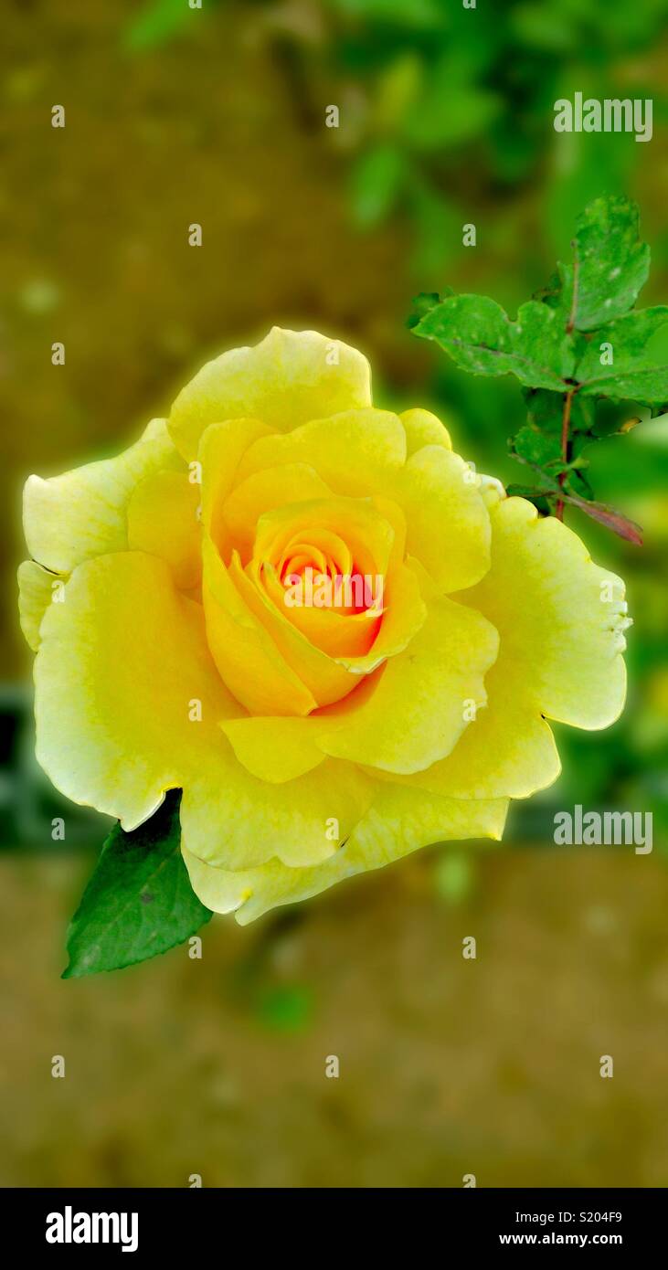 Rose jaune pour les amis que vous aimez Banque D'Images