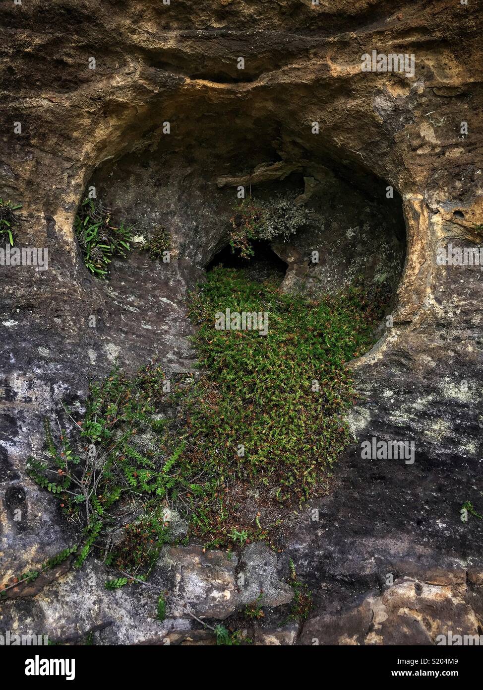 Communauté végétale dans une érosion éolienne en creux de la falaise, Golf Links Lookout Track, Leura, Blue Mountains National Park, NSW, Australie - Image de stock capturée avec un smartphone