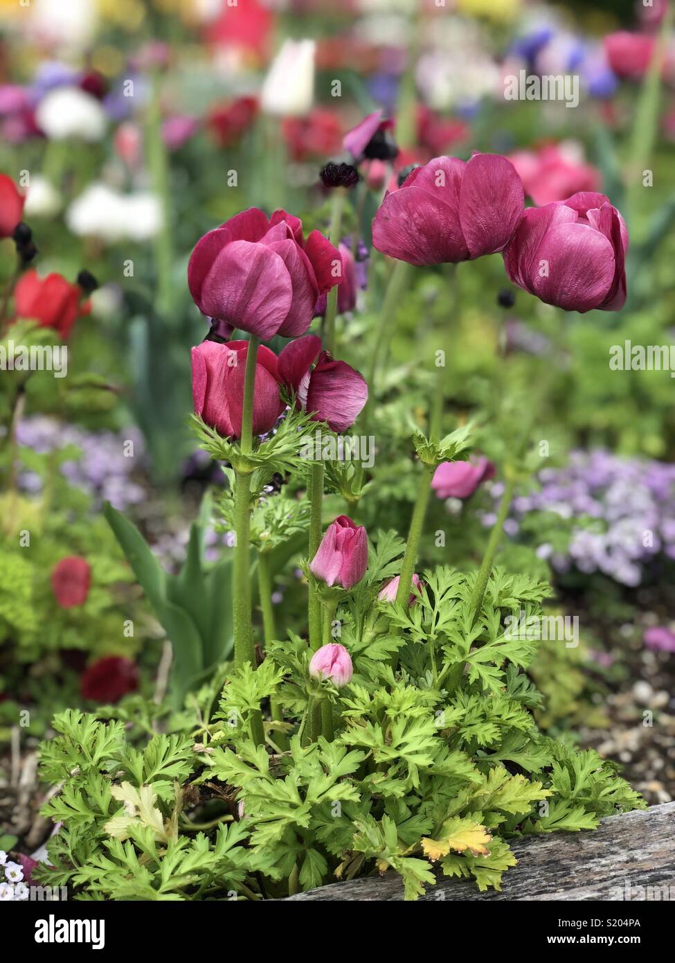 Belle fleur par une froide journée de printemps Banque D'Images