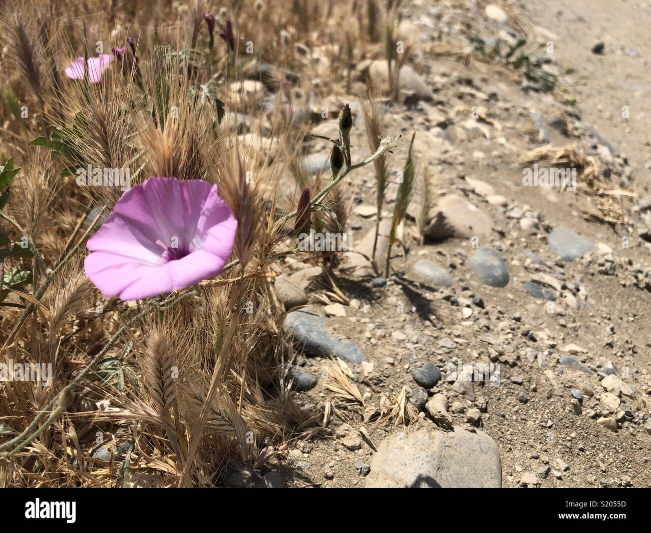 Fleurs roses à l'herbe d'or et la terre d'or - Image de stock capturée avec un smartphone
