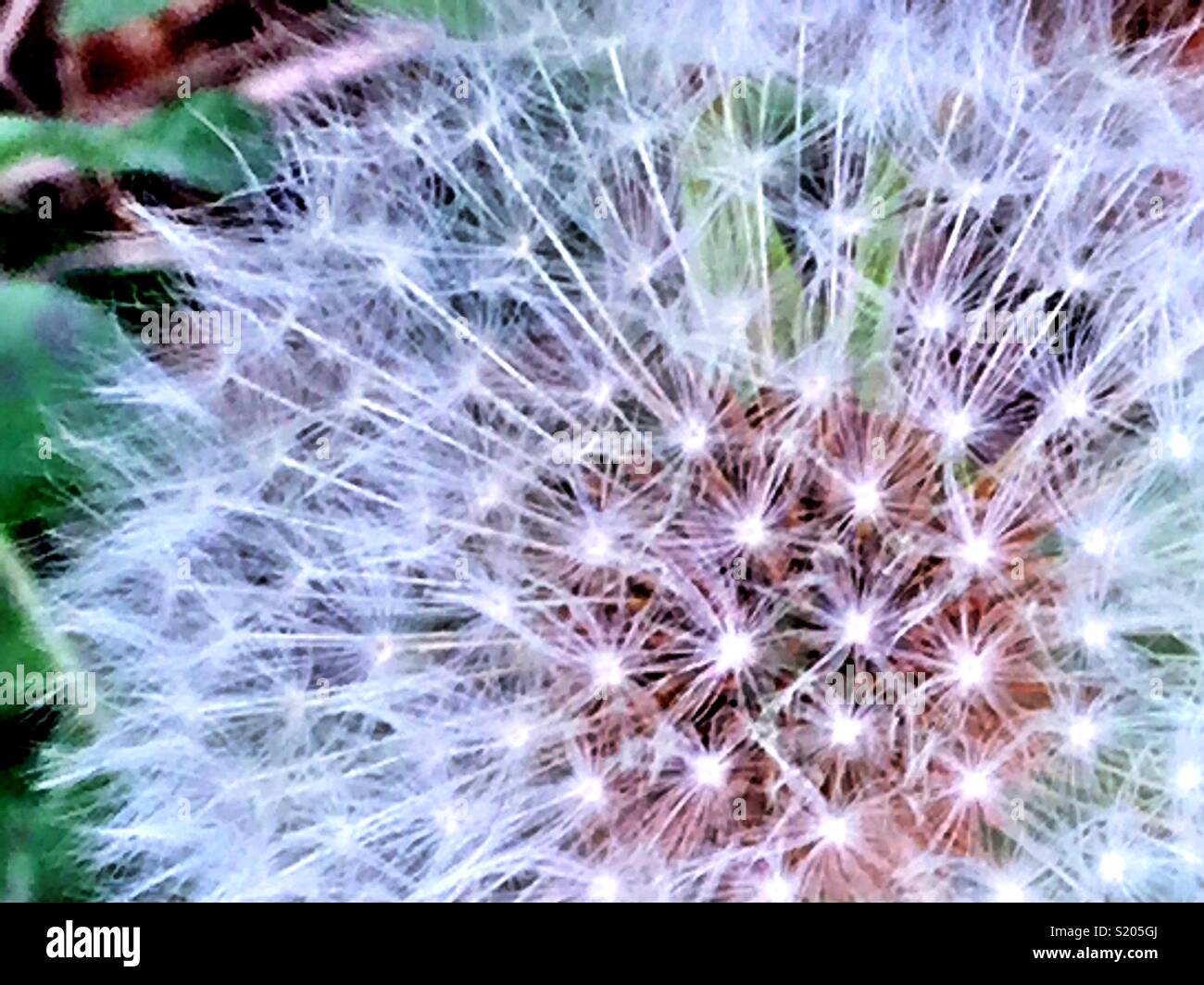 Se soulever comme des mauvaises herbes du sol (graines de pissenlit macro shot) Banque D'Images