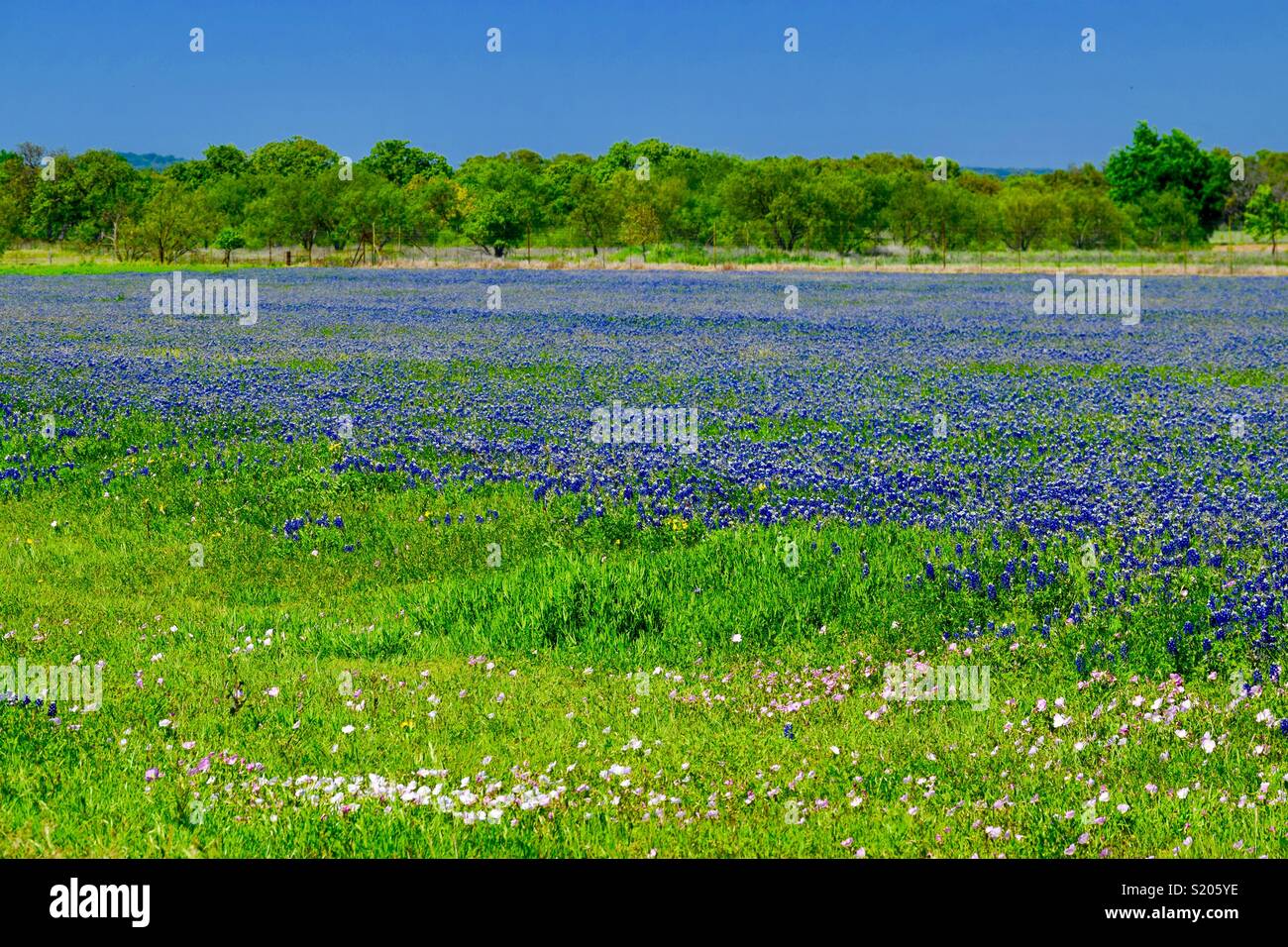 Champ Bluebonnet Banque D'Images