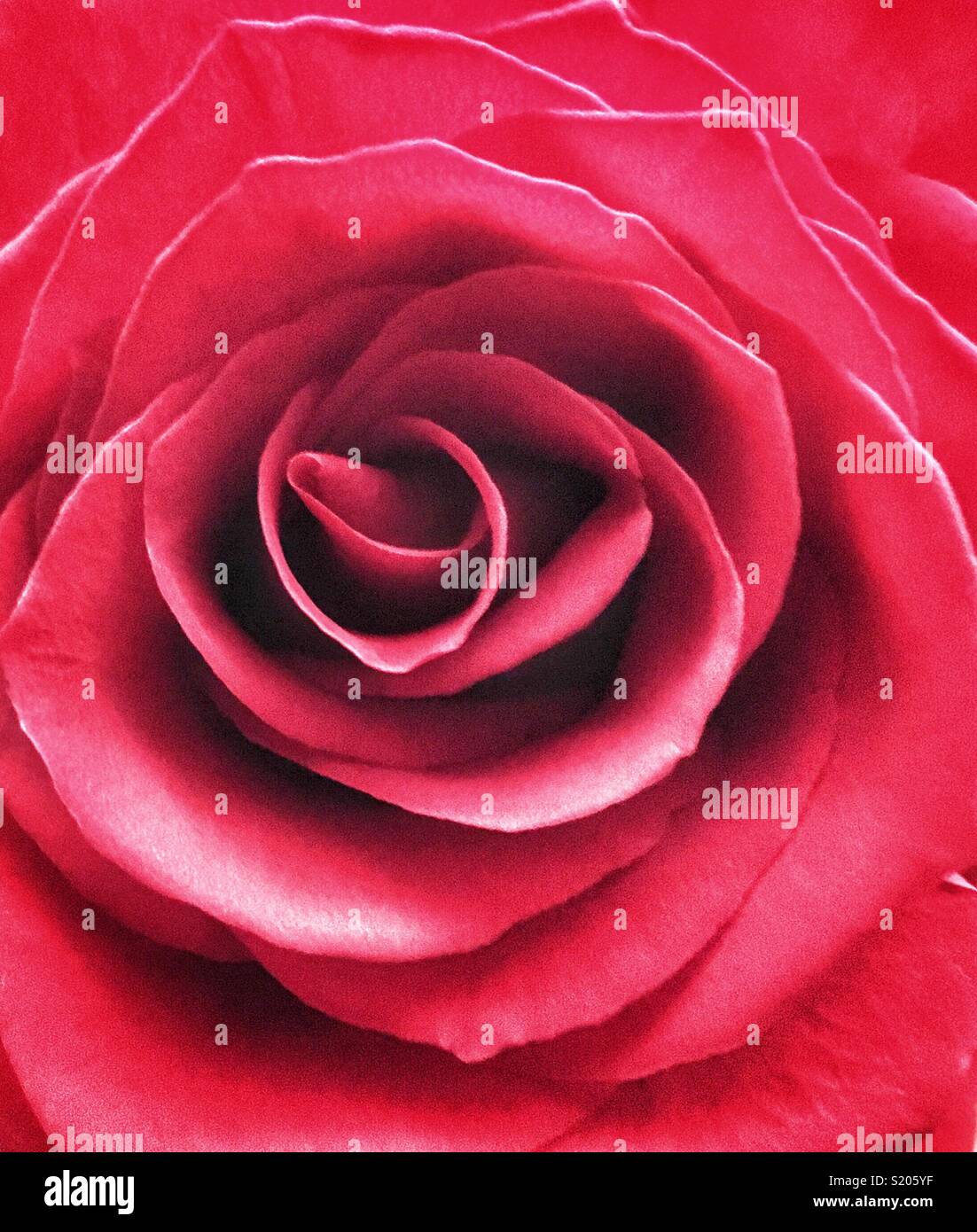 Centre de rose rouge fleur Banque D'Images