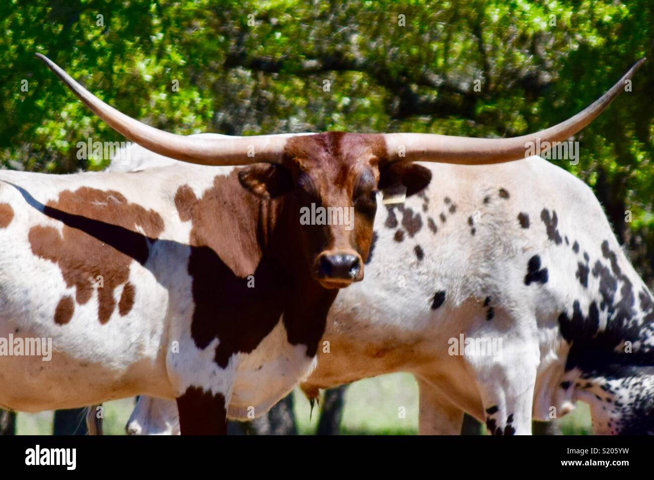 Texas Longhorn Banque D'Images