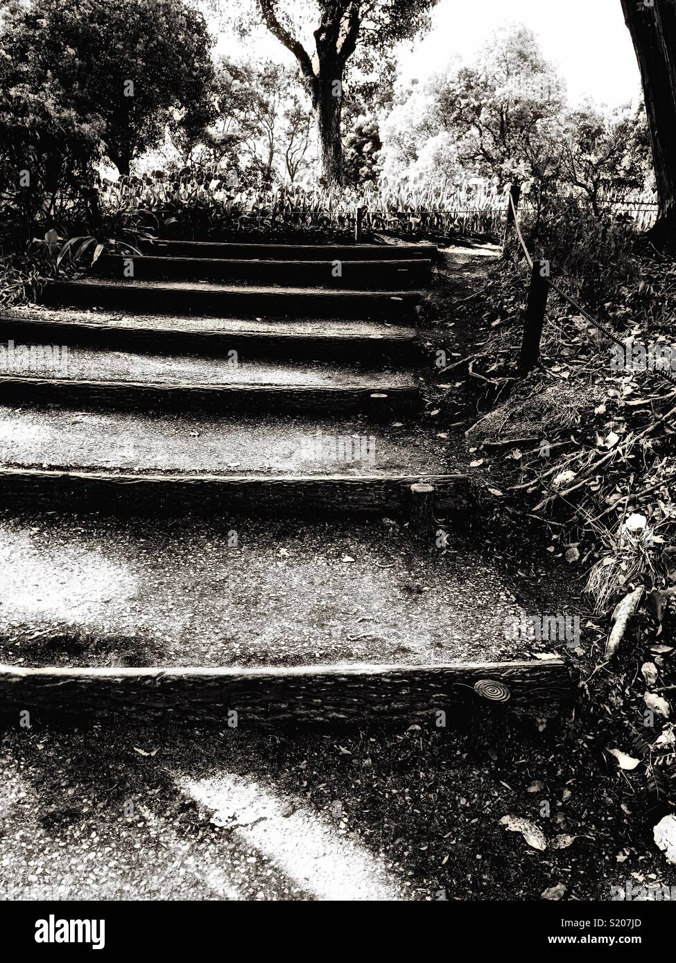 Les fleurs de l'escalier Banque D'Images