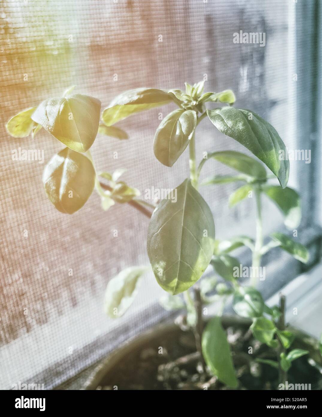 Petit basilic plante poussant dans une fenêtre de la chambre Banque D'Images