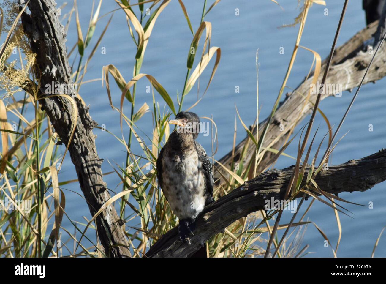 Oiseau dans un arbre Banque D'Images