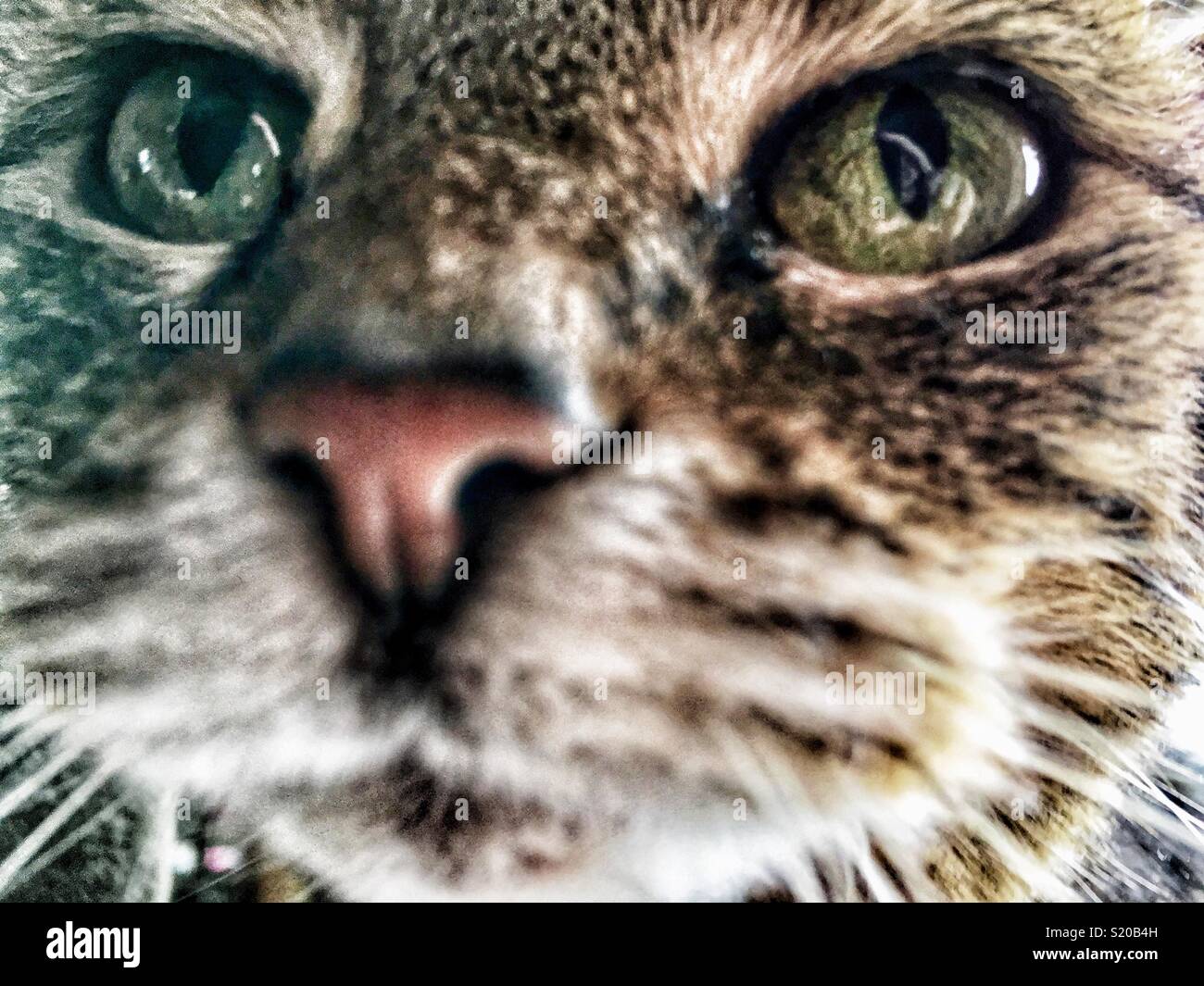 Chat tigré brun aux yeux verts se penche sur camera Banque D'Images