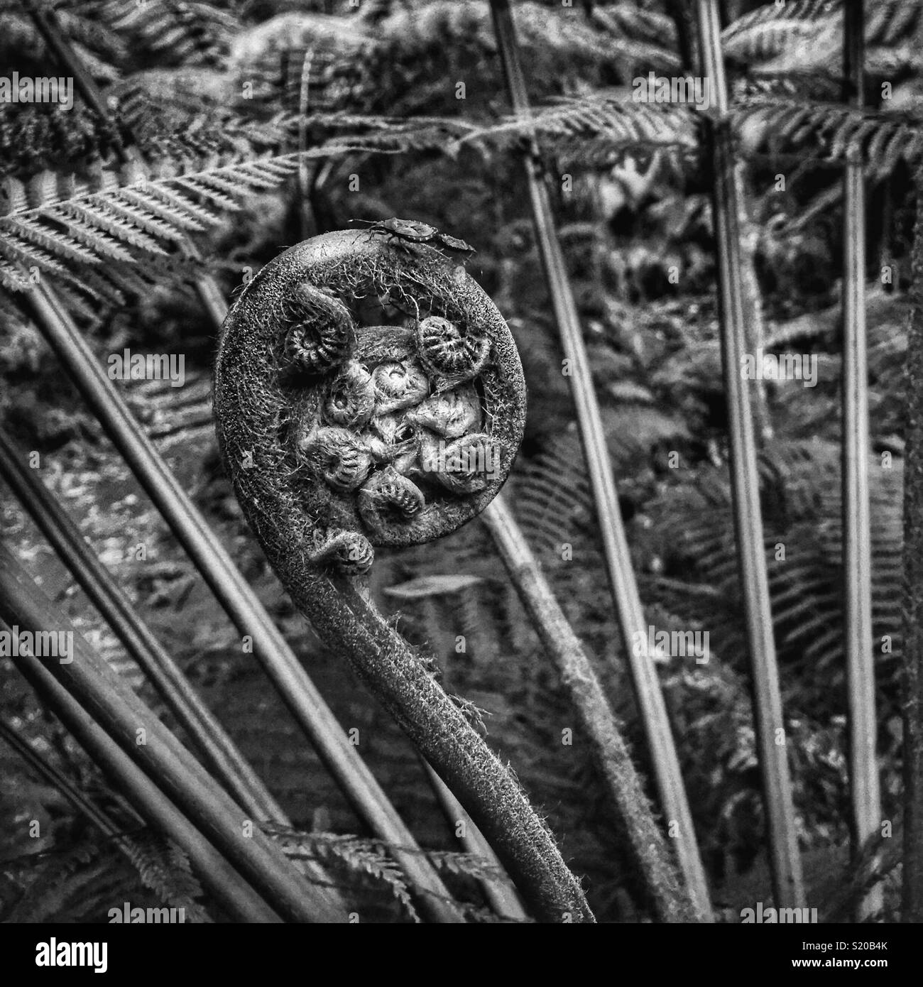La nouvelle croissance sur un arbre-de-Vénus (Dicksonia antarctica), Neates Glen, Grand Canyon, suivi de Blackheath, Parc National de Blue Mountains, NSW, Australie - Image de stock capturée avec un smartphone