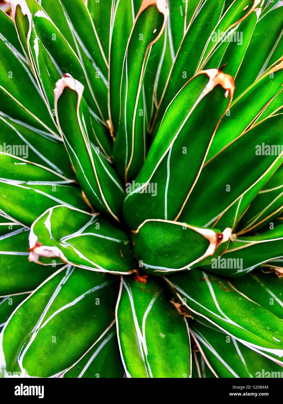 Gros plan du succulent plant Banque D'Images