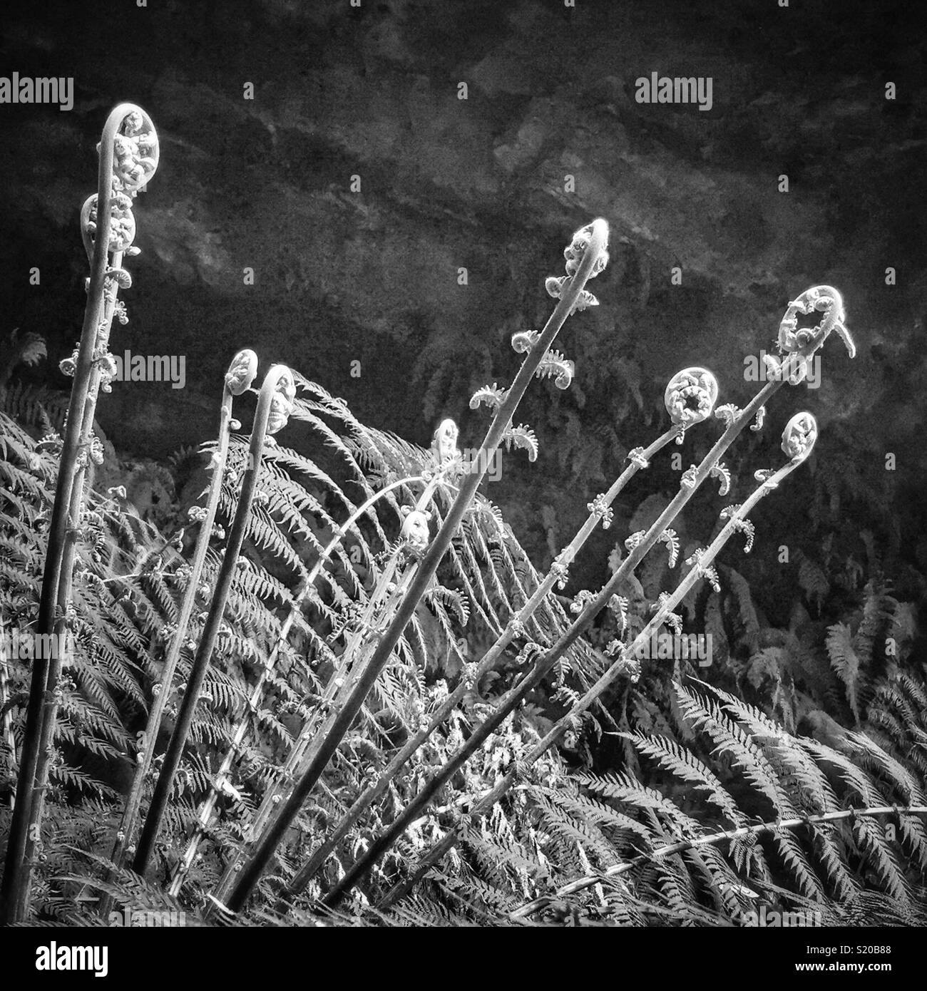 La nouvelle croissance sur un arbre-de-Vénus (Dicksonia antarctica), Neates Glen, Grand Canyon, suivi de Blackheath, Parc National de Blue Mountains, NSW, Australie - Image de stock capturée avec un smartphone