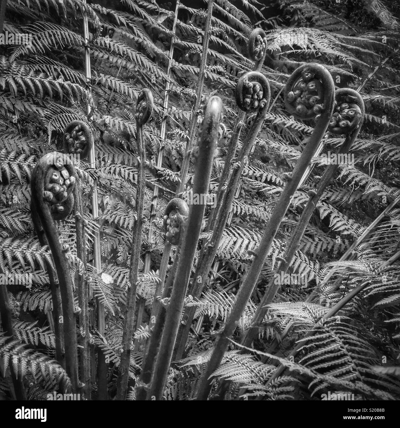 La nouvelle croissance sur un arbre-de-Vénus (Dicksonia antarctica), Neates Glen, Grand Canyon, suivi de Blackheath, Parc National de Blue Mountains, NSW, Australie - Image de stock capturée avec un smartphone