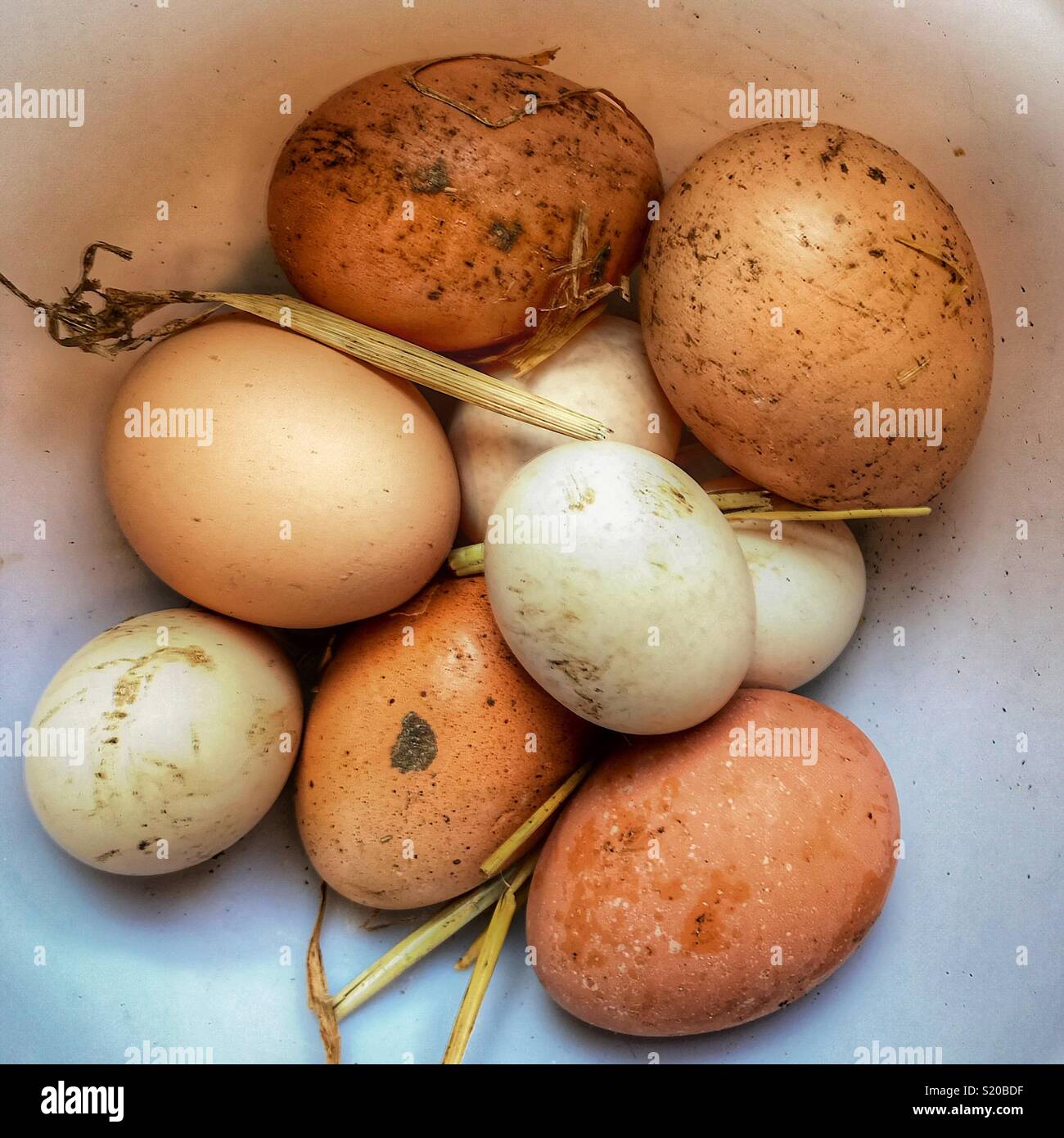 Un bol de liberté fraîchement pondus les œufs biologiques. Banque D'Images