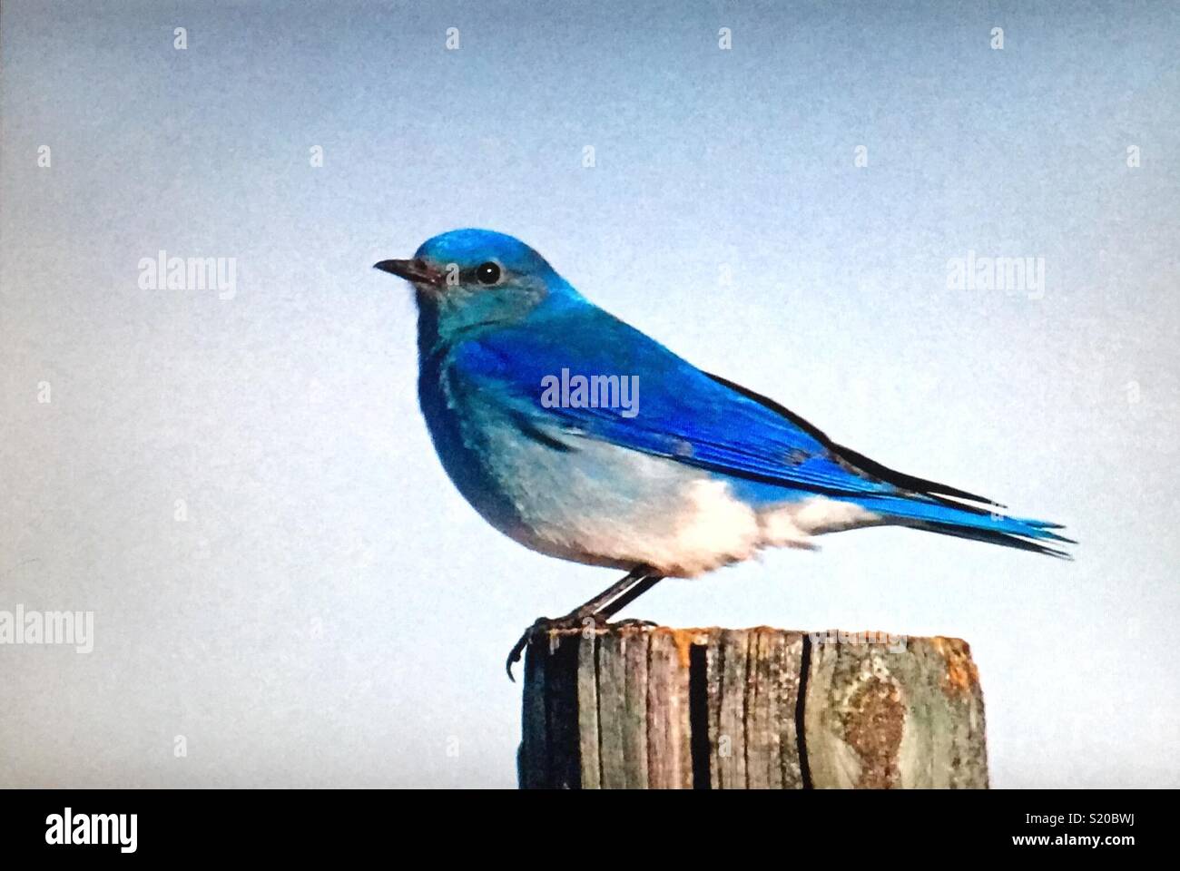 Montagne Bluebird . Oiseau bleu, oiseau bleu - Image de stock capturée avec un smartphone