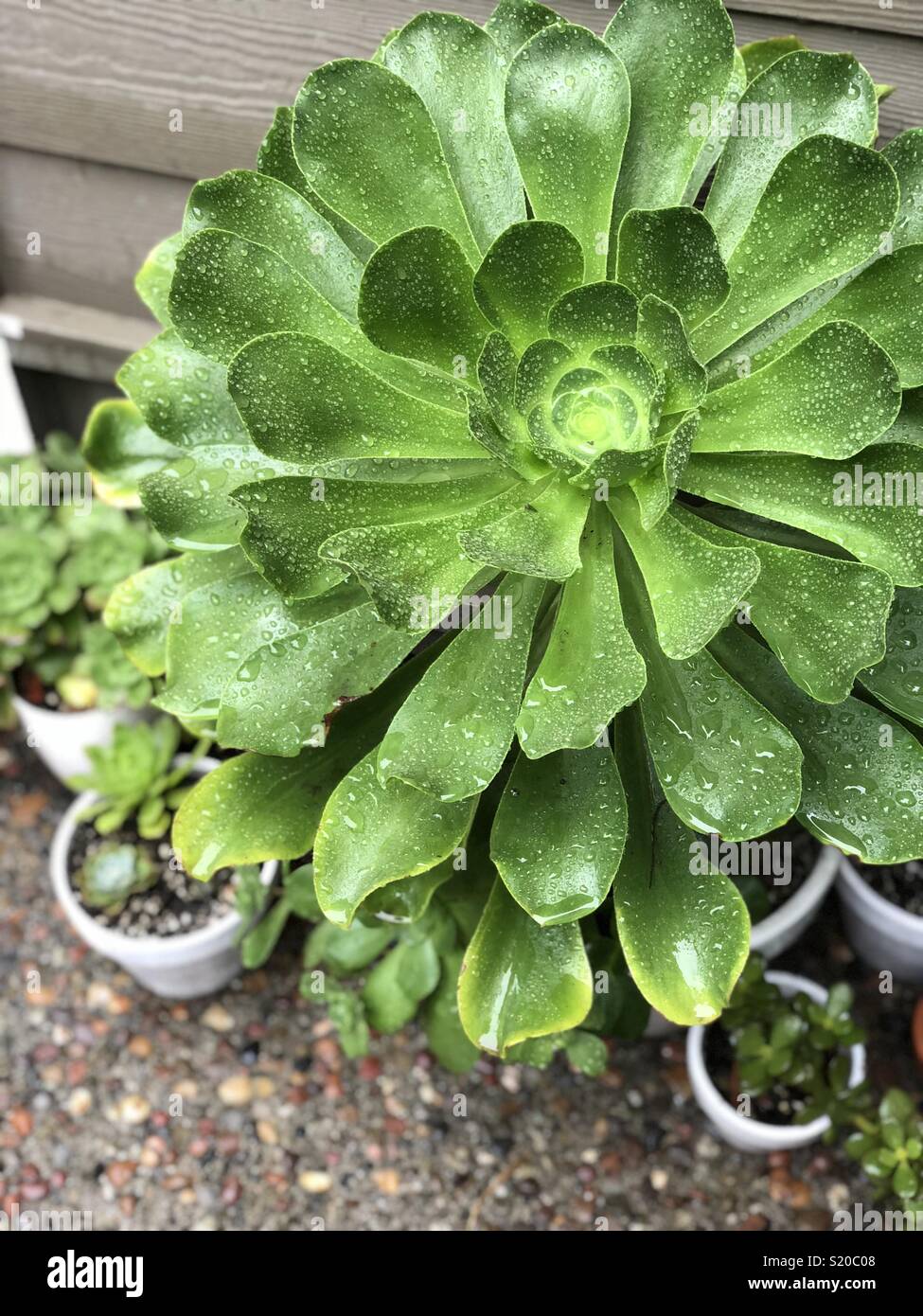 Plantes Succulentes en pot avec des gouttes de pluie sur un patio dans l'arrière. Banque D'Images