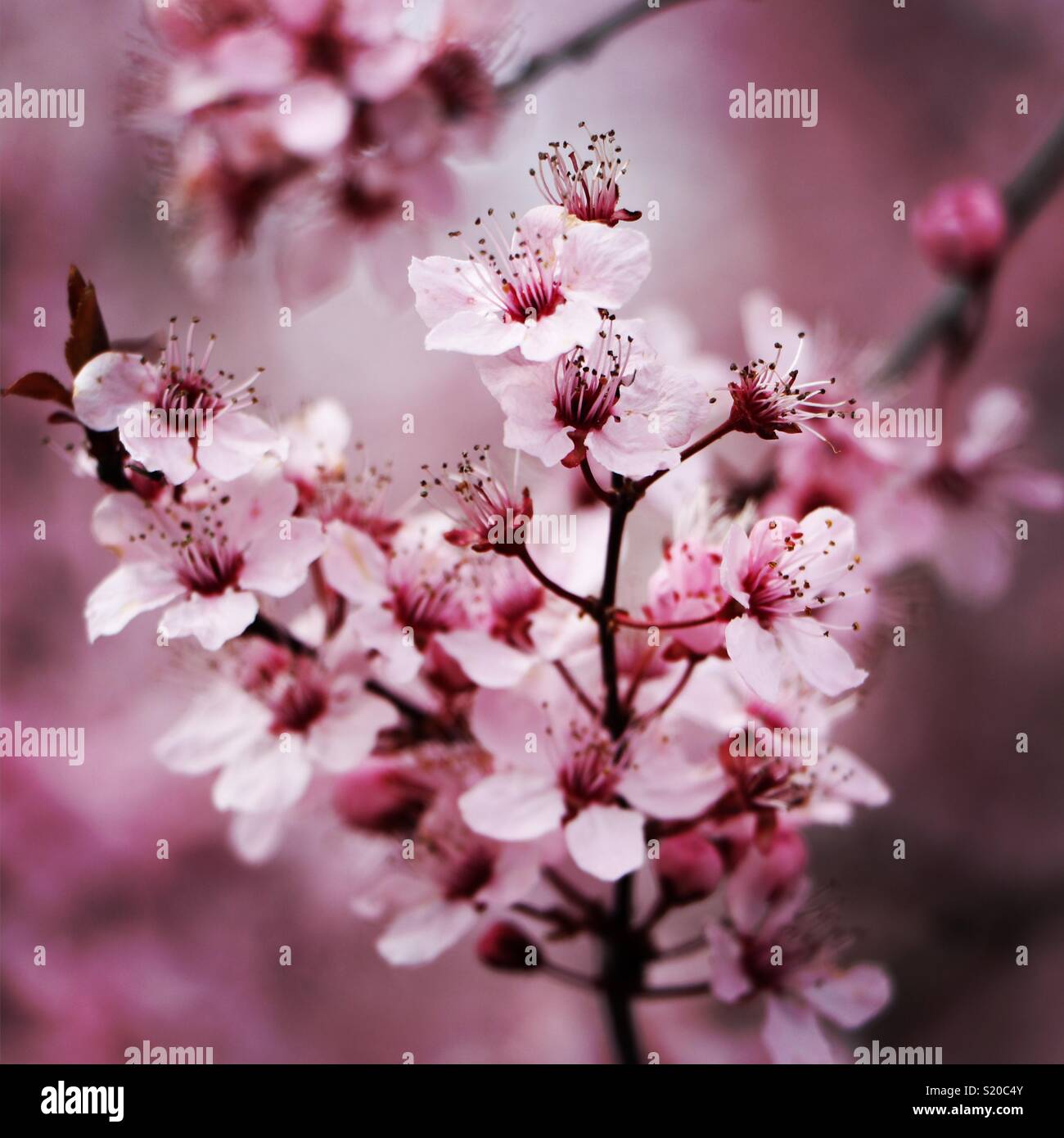 Fleurs rose prune - Image de stock capturée avec un smartphone