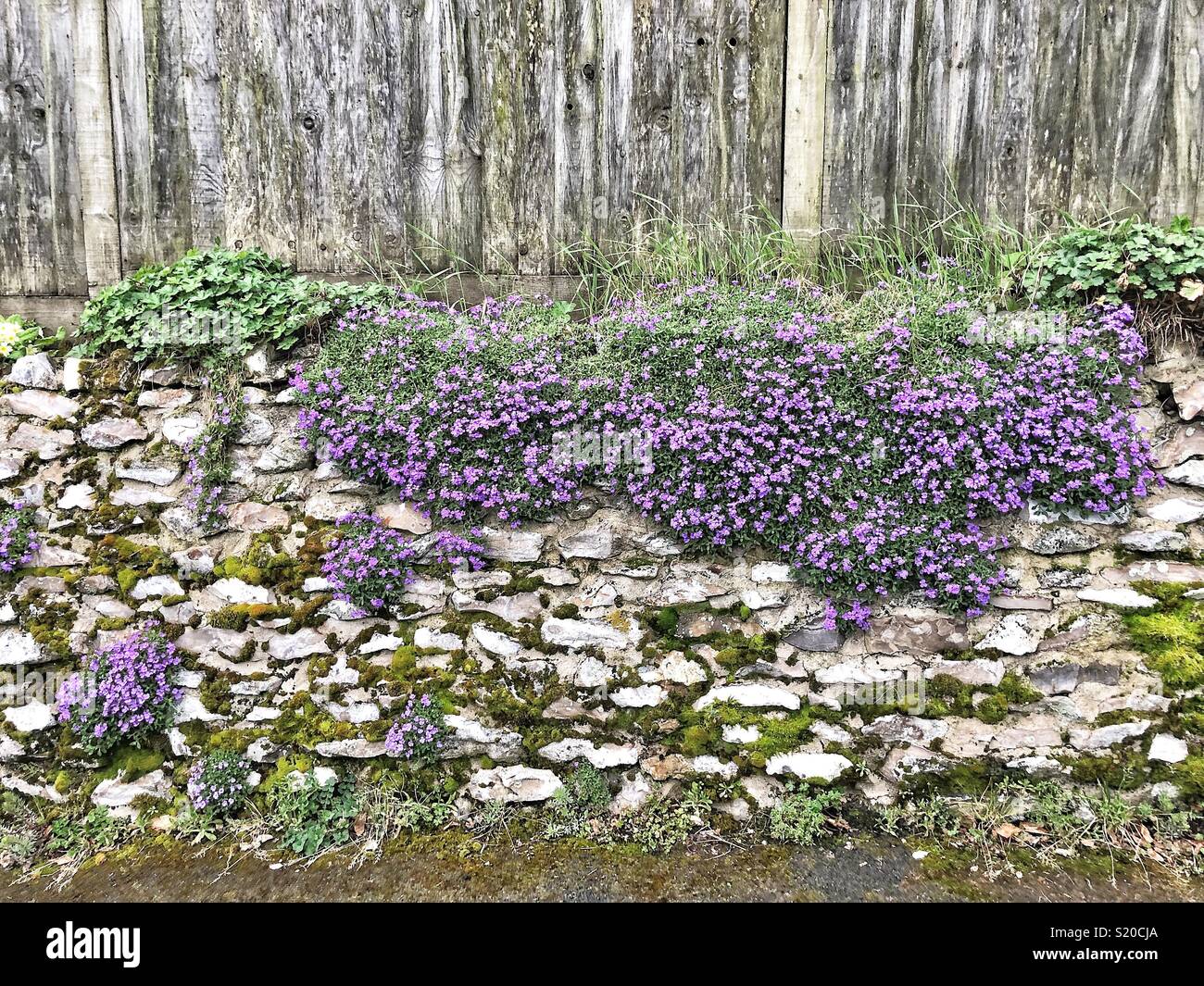 Fleurs violettes poussant dans mur de pierre avec fence Photo Stock - Alamy