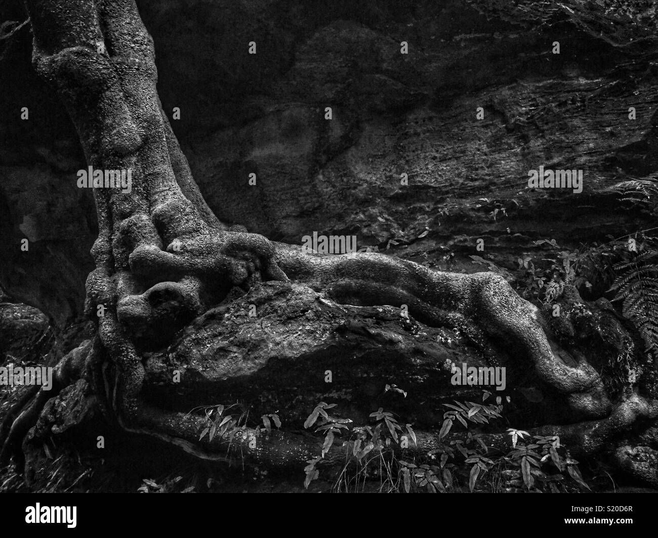 Un arbre couvert de lichen pousse sur un affleurement rocheux au-dessous d'un porte-à-faux dans la falaise de grès, piscine de Siloé Piste, Parc National de Blue Mountains, NSW, Australie Banque D'Images