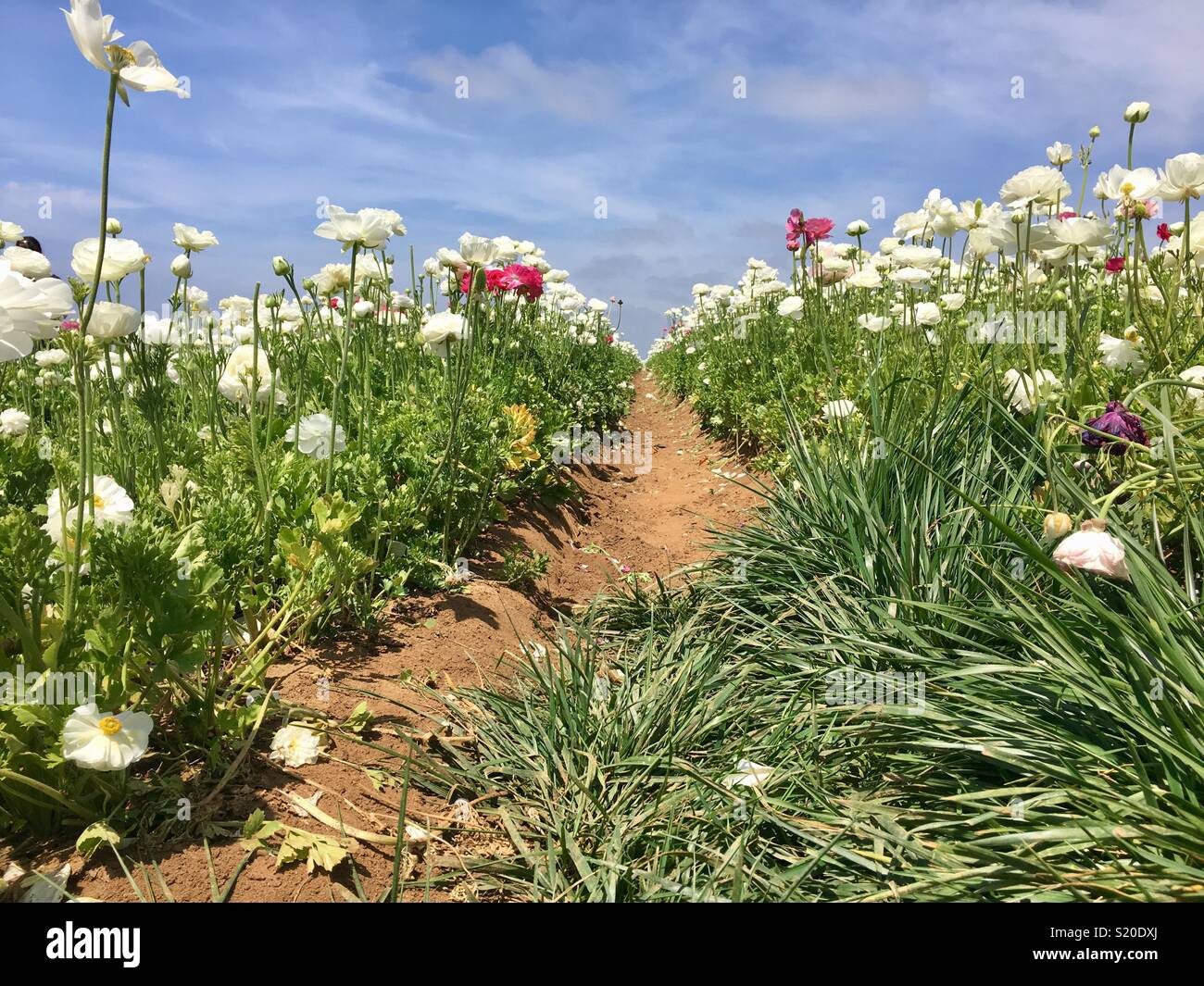 Niveau du sol tourné vivement colorées de rouge rose vif et blanc ranunculus fleur dans les champs de fleurs de Carlsbad en Californie Banque D'Images