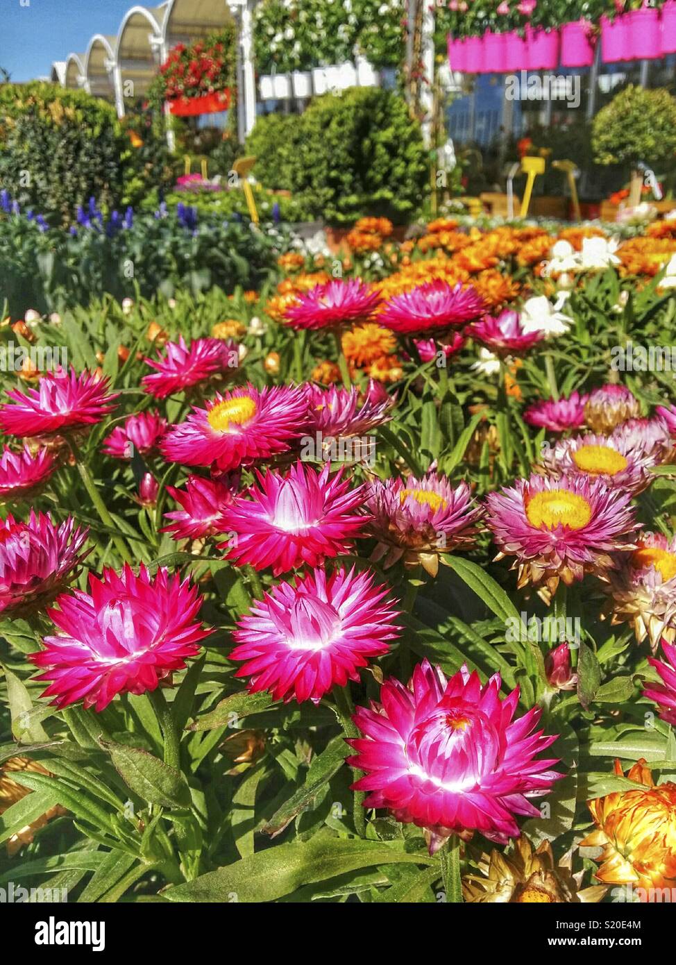 Fleurs de paille à vendre dans un centre jardin. Banque D'Images