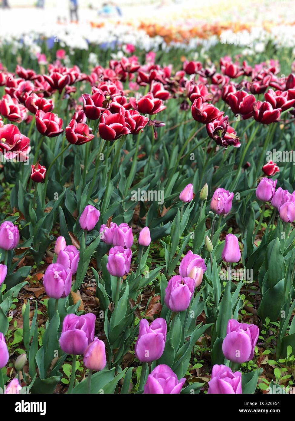 Tulipes violet et rouge Banque D'Images