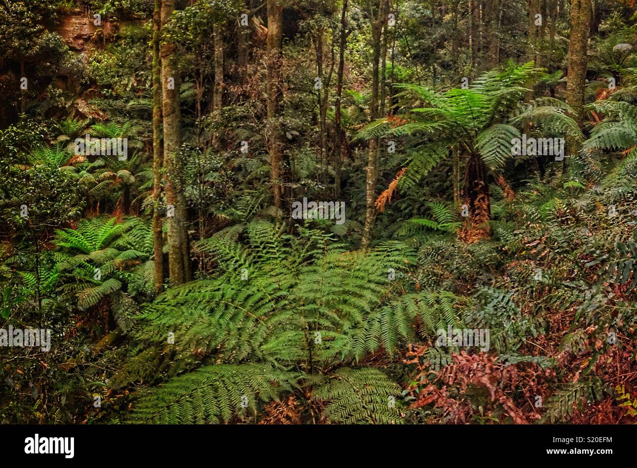 Soft Tree-fougères (Dicksonia antarctica) et Coachwood (Ceratopetalum apetalum) dans la forêt tropicale sur la piste de marche passe à Leura, Parc National de Blue Mountains, NSW, Australie - Image de stock capturée avec un smartphone