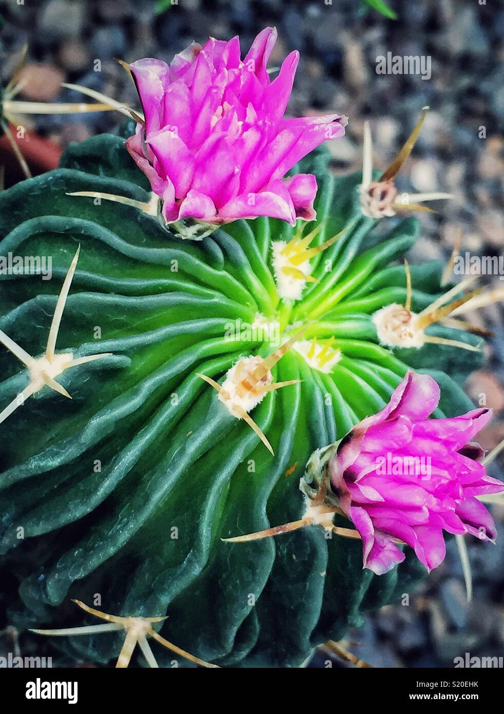 Fleurs rose vif sur un cactus - Image de stock capturée avec un smartphone