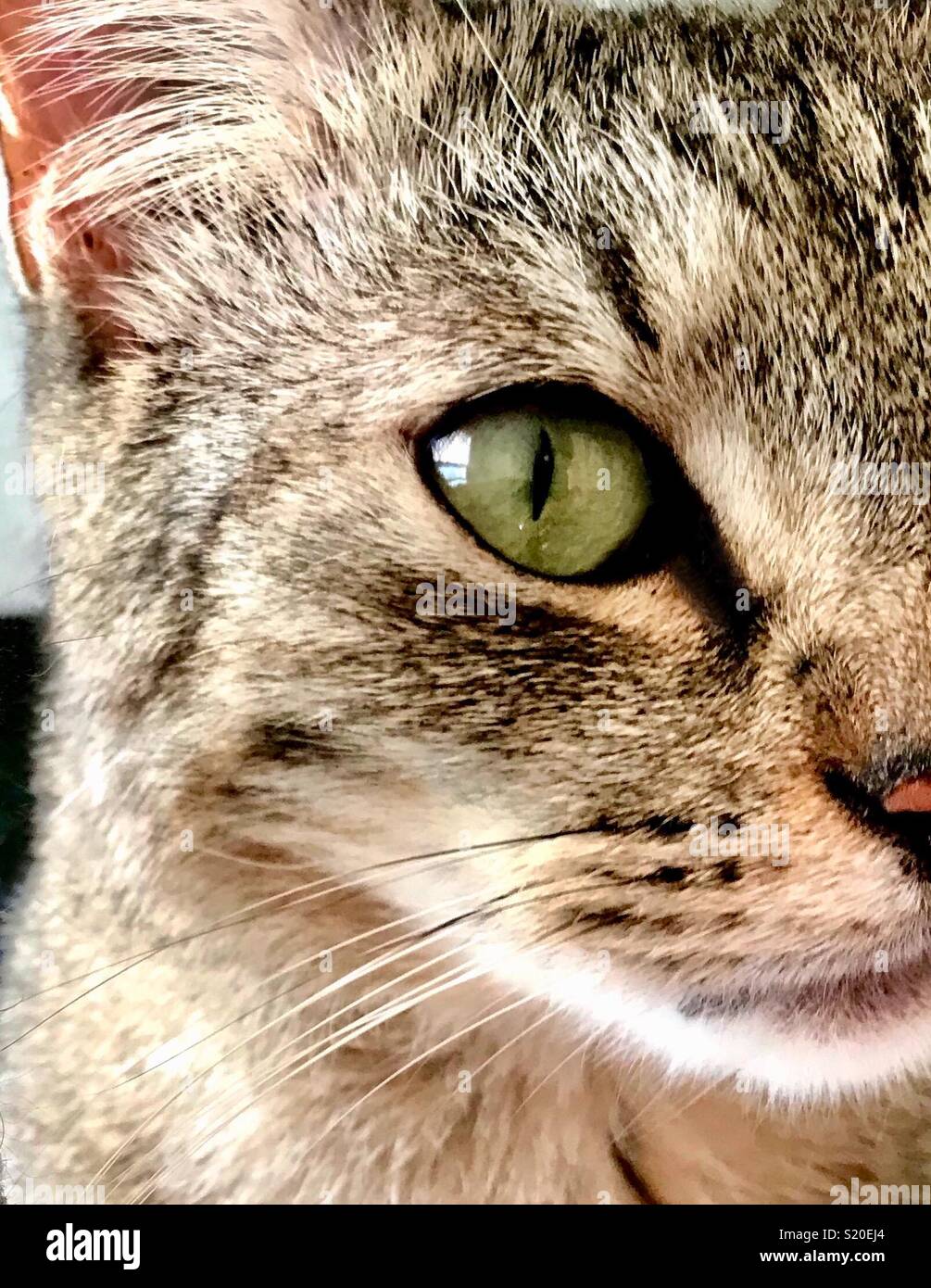 Portrait de la moitié du visage ou un œil de beaux yeux verts chat tabby shorthair domestique Banque D'Images