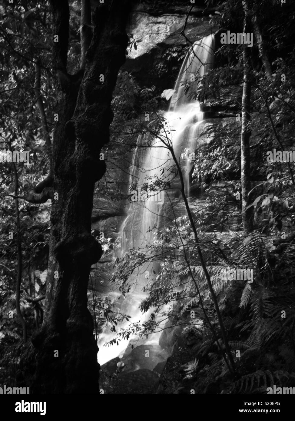 Chutes de l'Impératrice, la vallée de la voie des eaux, Parc National de Blue Mountains, NSW, Australie Banque D'Images