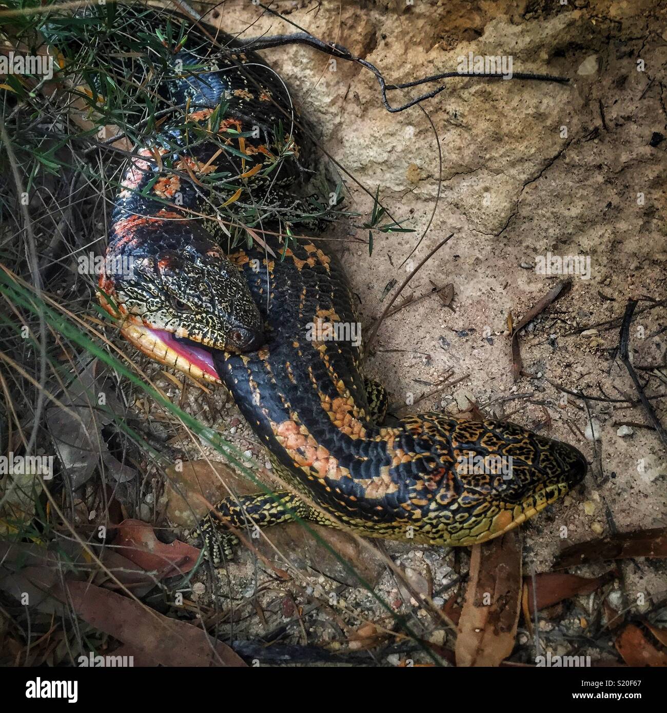 Bleu Blotched-langue Lézards (Tiliqua nigrolutea) l'accouplement, le Prince Henry Cliff Walk, Leura, Blue Mountains National Park, NSW, Australie - Image de stock capturée avec un smartphone