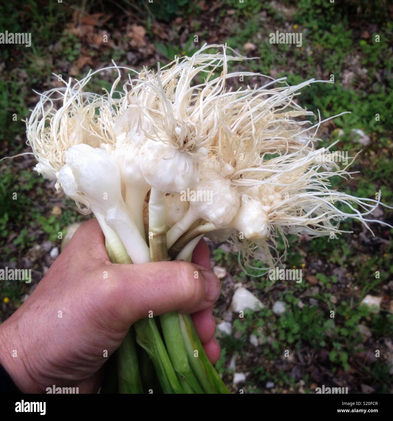 Récolte des poireaux sauvages - Image de stock capturée avec un smartphone