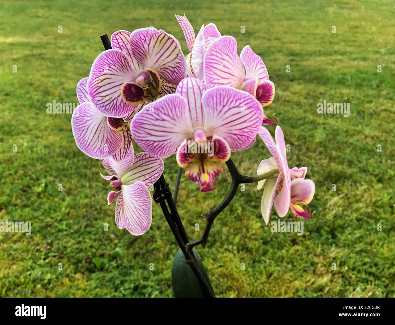 Orchid - Image de stock capturée avec un smartphone