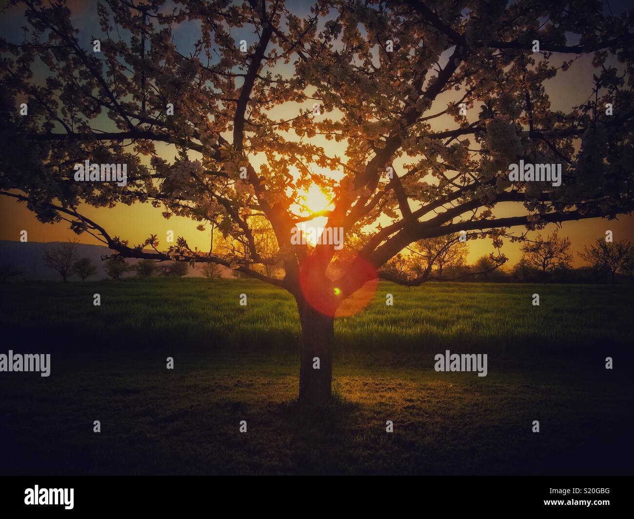 Magnifique coucher de soleil à travers un prunier, Prunus domestica, dans la campagne au printemps avec lens flare, Alsace, France. - Image de stock capturée avec un smartphone Magnifique coucher de soleil à travers un prunier, Prunus domestica, dans la campagne au printemps avec lens flare, Alsace, France. - Image de stock capturée avec un smartphone