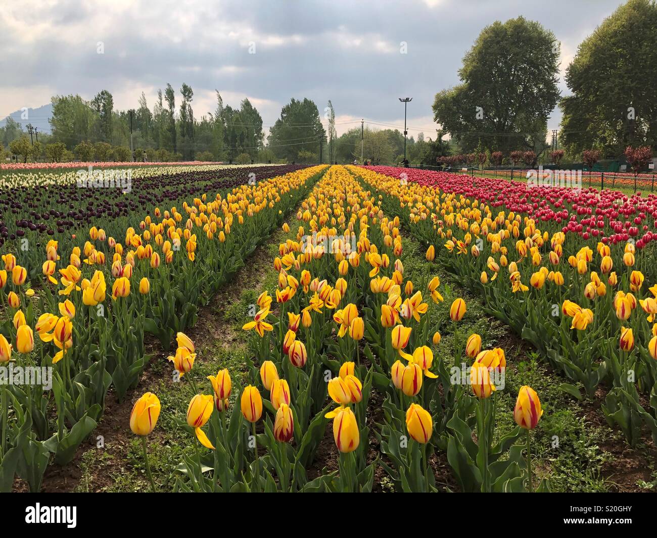 Tulip garden au Cachemire, en Inde. Tulipes de couleur différente dans le jardin. Jaune, rose, violet, blanc tulipes. Banque D'Images