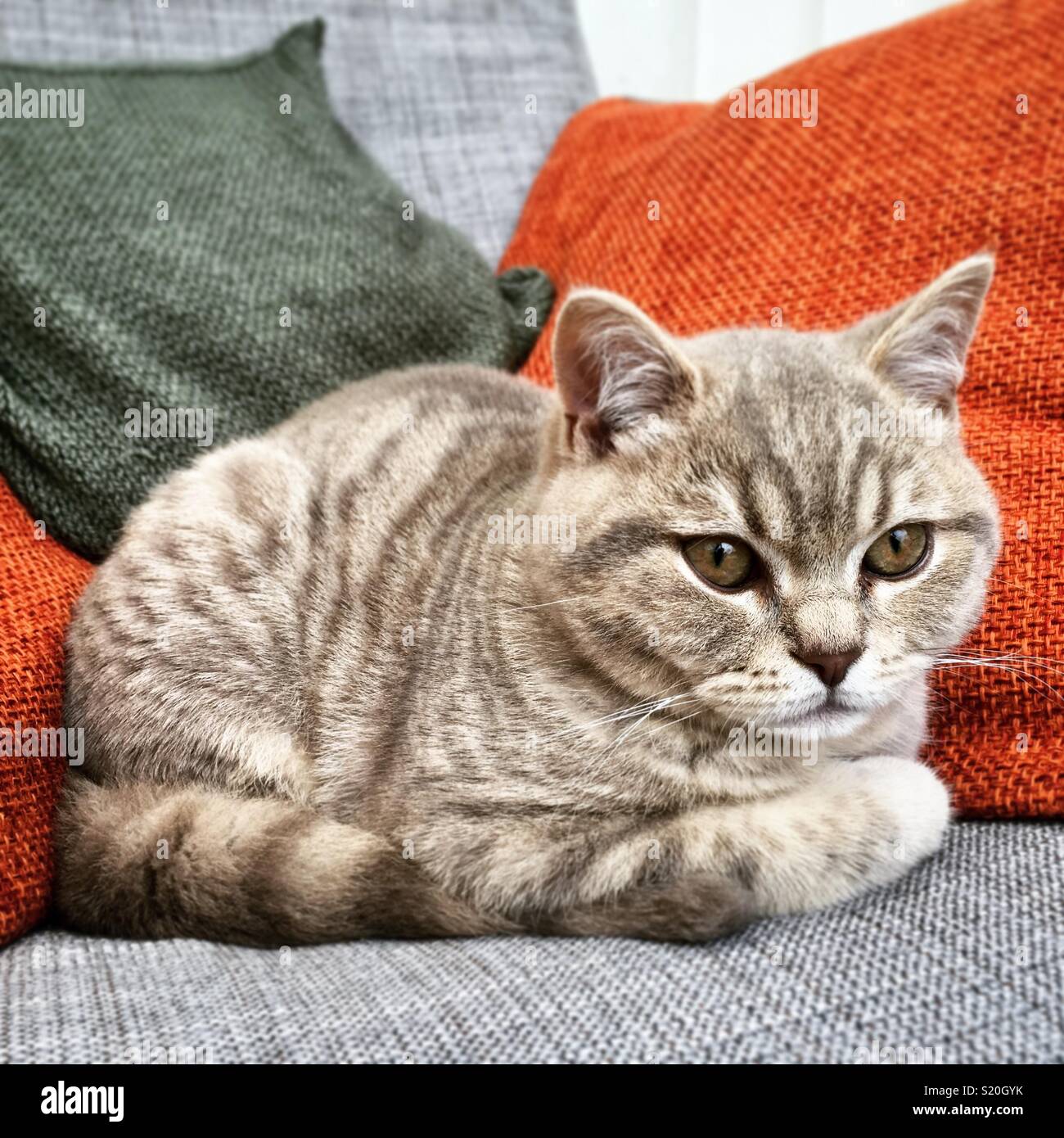 Lilas et gris en peluche spotted tabby British Shorthair chaton blotti sur une chaise avec coussins orange et vert. Banque D'Images