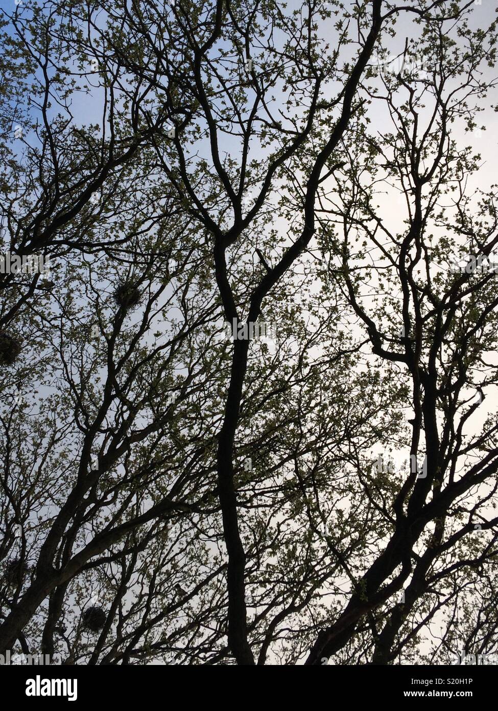 Silhouette d'arbres contre le ciel de printemps Banque D'Images