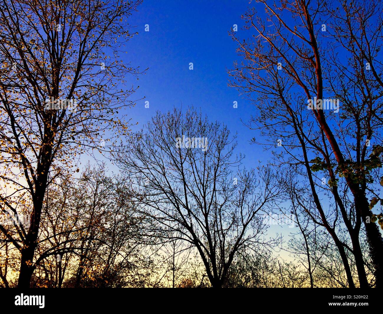 Silhouettes d'arbres contre le ciel bleu et soleil d'or Banque D'Images